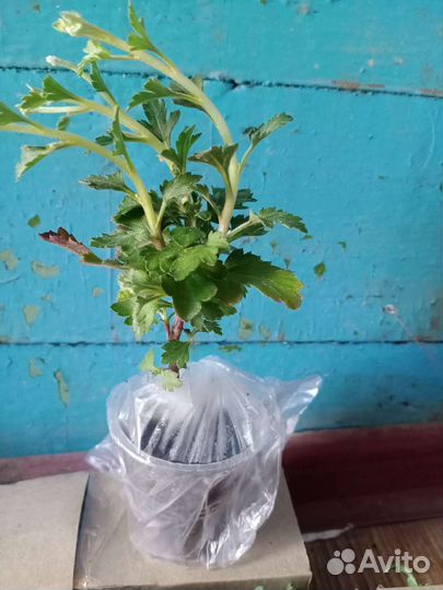 Черенки хризантемы