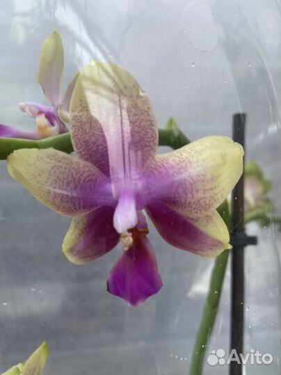 Лиодора арома