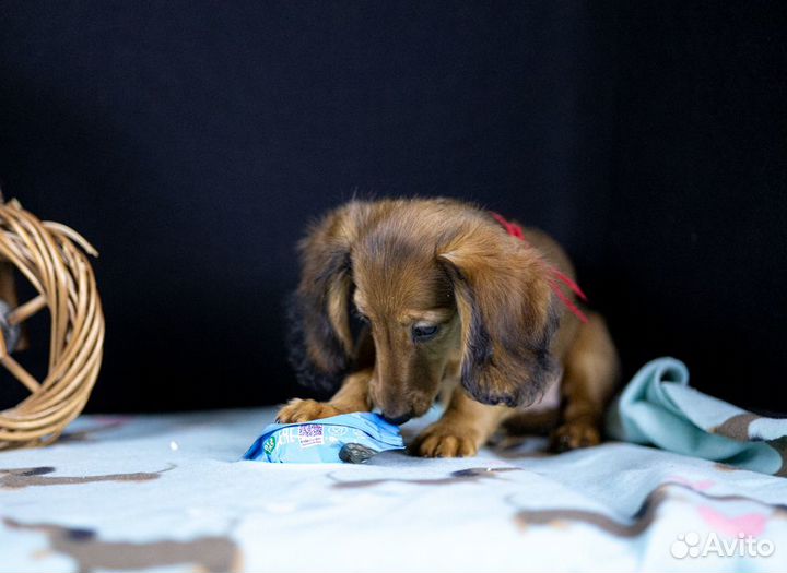 Такса длинношерстная, кролик /миник - девочка
