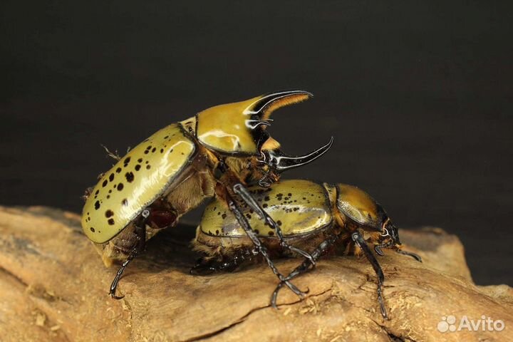 Экзотические жуки