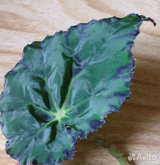 Бегония декоративнолистовая