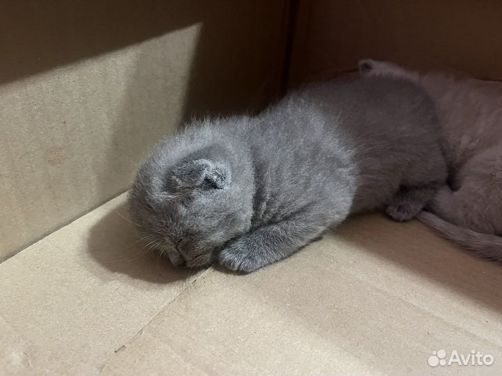 Шотландские котята