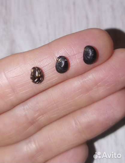 Теодоксус улитка