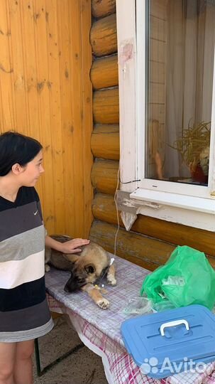 Стерилизация кошек и Кастрация котов