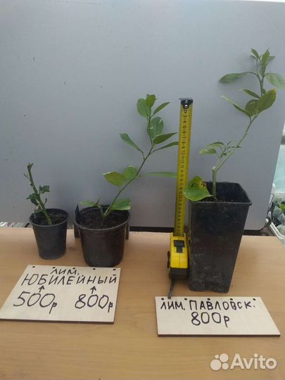 Мейер лимон для начинающих в Екатеринбурге