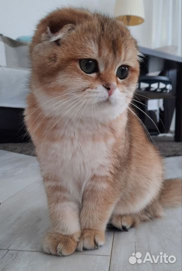 Шотландская девочка