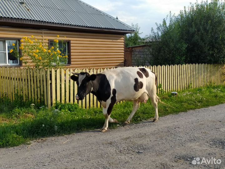Продам корову дойную