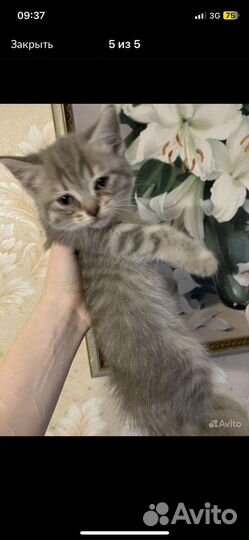 Отдам бесплатно