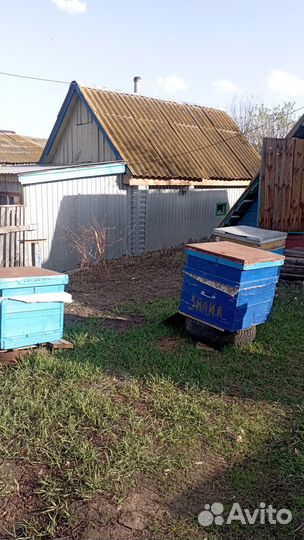 Пчелы с ульями