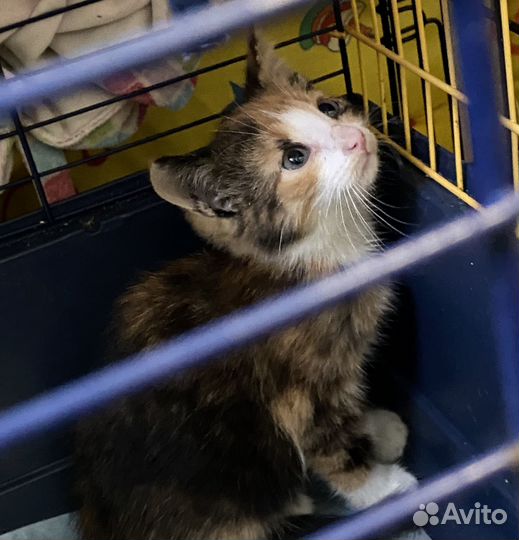 Девочка котёнок