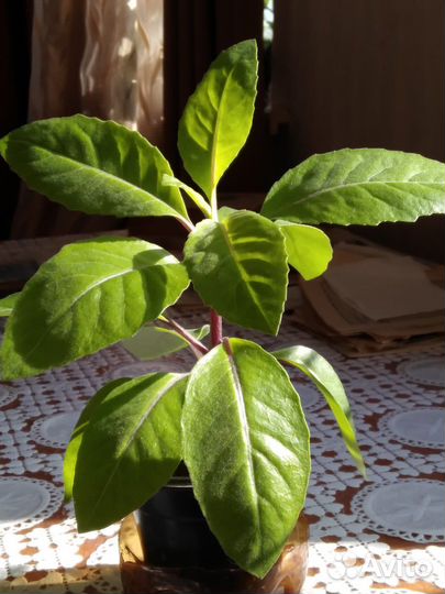 Джинура целебный цветок