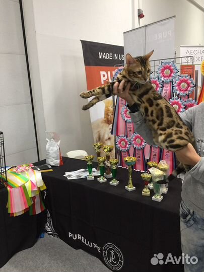 Вязка бенгала