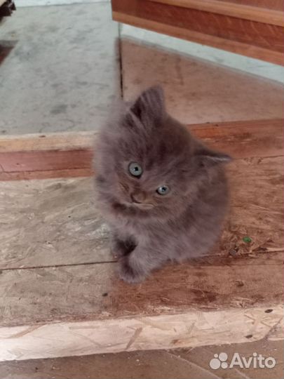 Кошки