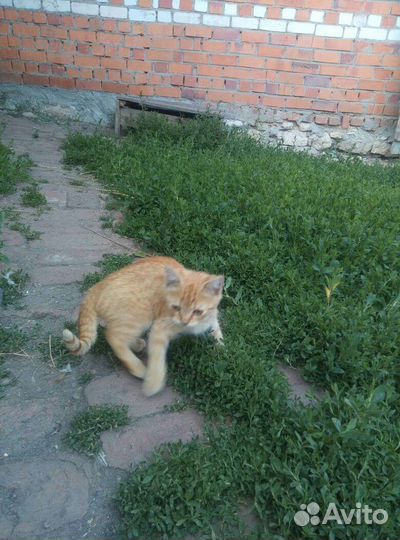 Котята в добрые руки бесплатно