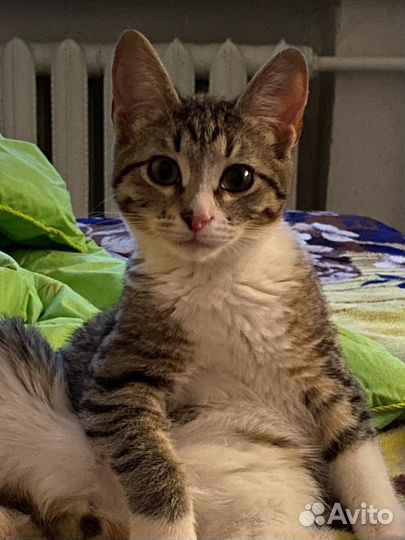 Кошка