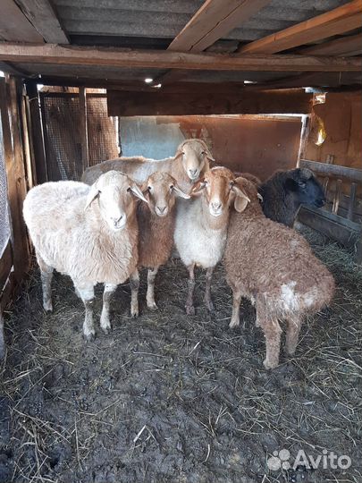 Овцы бараны