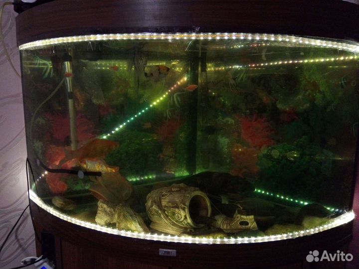 Аквариум и все для аквариума