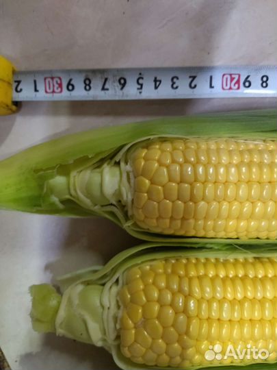 Сахарная кукуруза