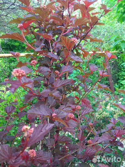 Пузыреплодники