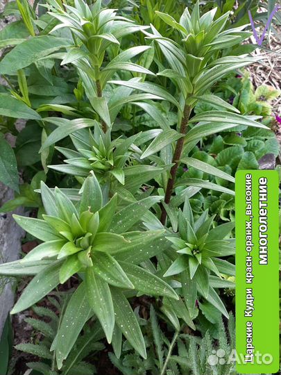 Садовые цветы многолетники