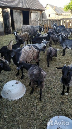 Овцы бараны