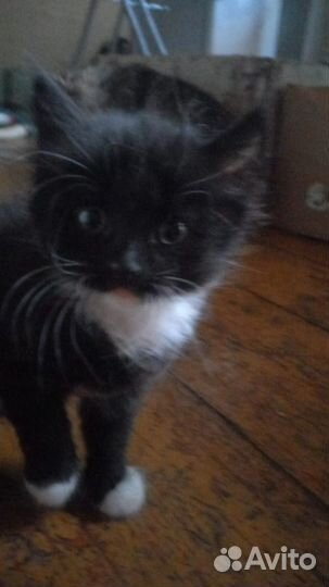 Котята в добрые руки бесплатно