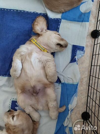 Кокер спаниель