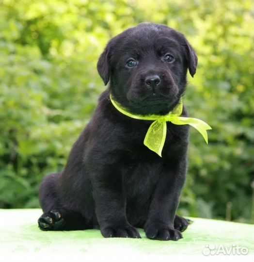 Щенки разных окрасов, в добрые руки