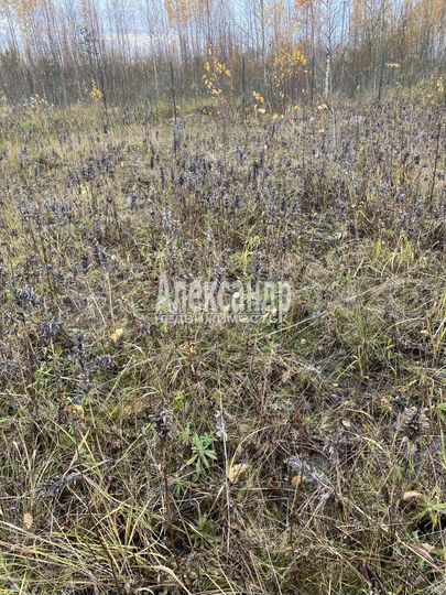 Участок 16 сот. (СНТ, ДНП)