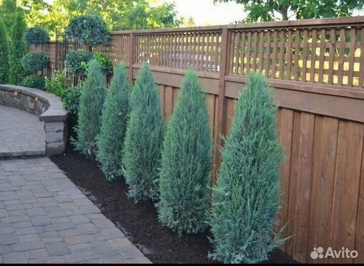 Можжевельник блю арроу