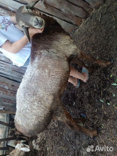 Баран гисар