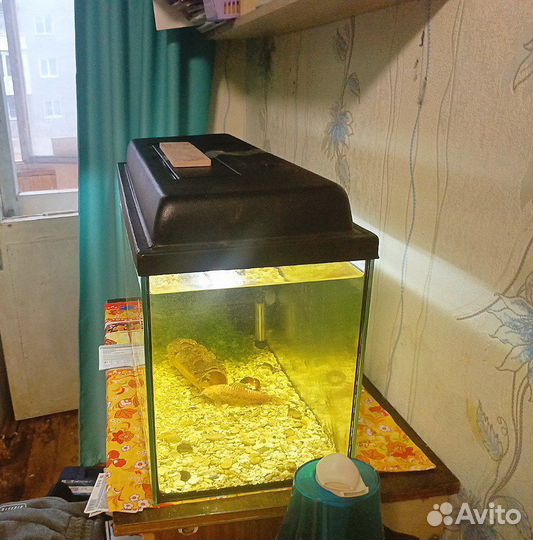 Аквариум со всем содержимым