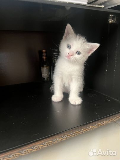 Британские котята