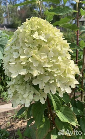 Гортензия метельчатая Лаймлайт (Limelight)