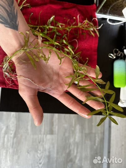 Аквариумное растение