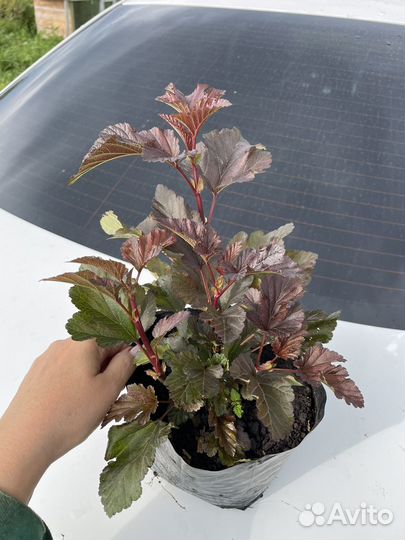 Пузыреплодник Диаболо