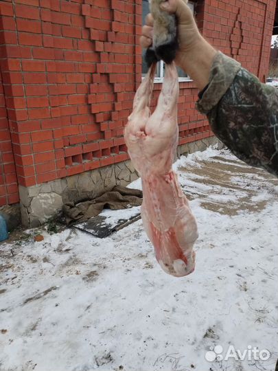 Утки, кролики