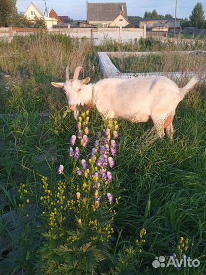 Зааненская дойная коза