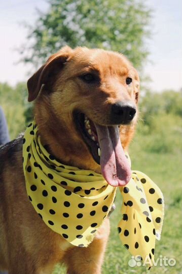 Красавица Баффи ждёт своего человека