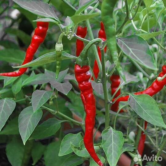 Семена острого перчика 1 часть