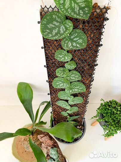 Опора для растений