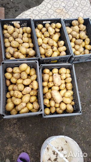 Продам картофель