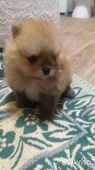 Померанский шпиц