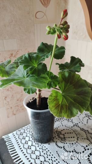 Пеларгония Ainsdale Duke