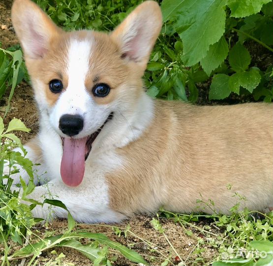 Вельш корги пемброк