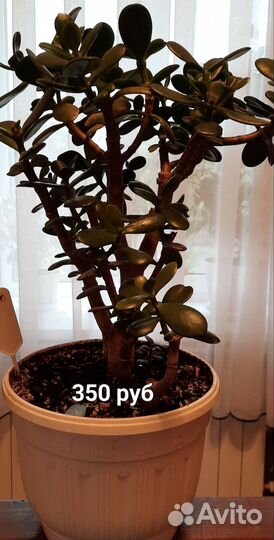 Денежные деревья, крассула, толстянка