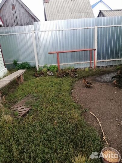 Подсодная утка