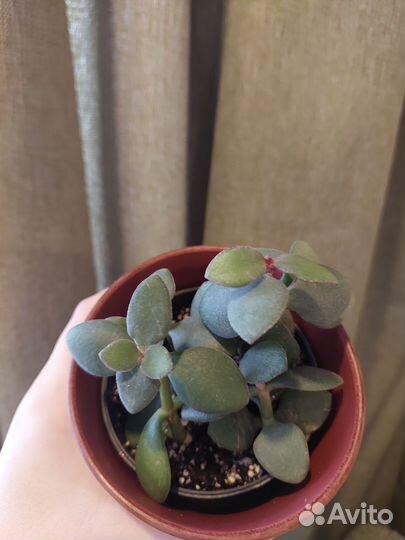 Комнатные растения набором