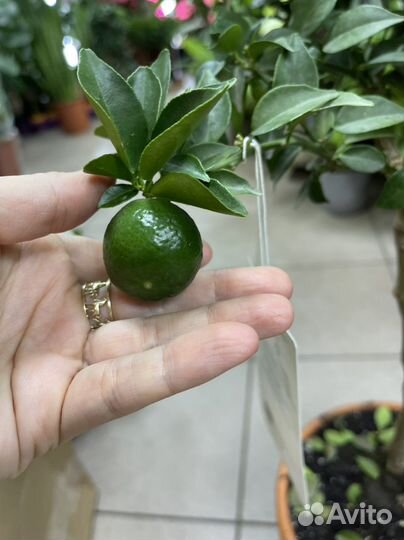 Цитрус мандарин