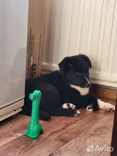 Щенок Чеддер в добрые руки